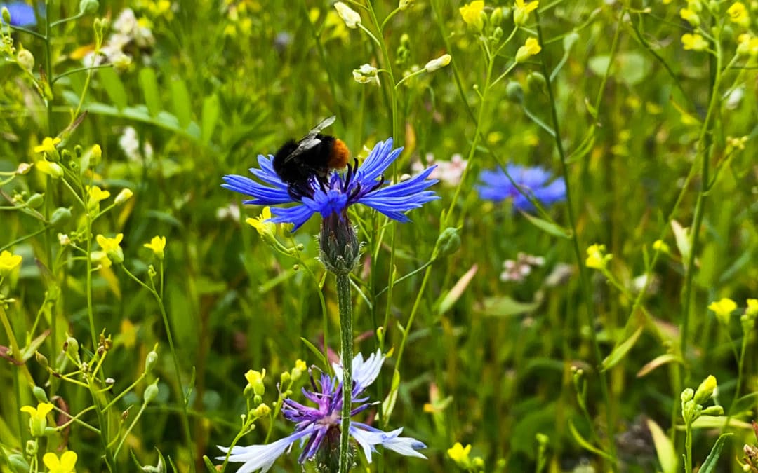 Unsere Wildblumenwiese: Es summt und brummt am Studio